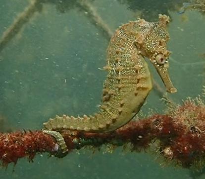 A sea horse close to the artificial reef pods.